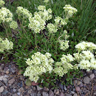 Cushion buckwheat