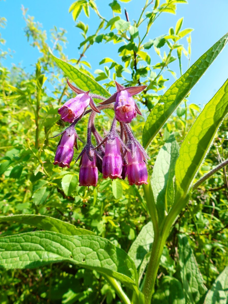 Common comfrey