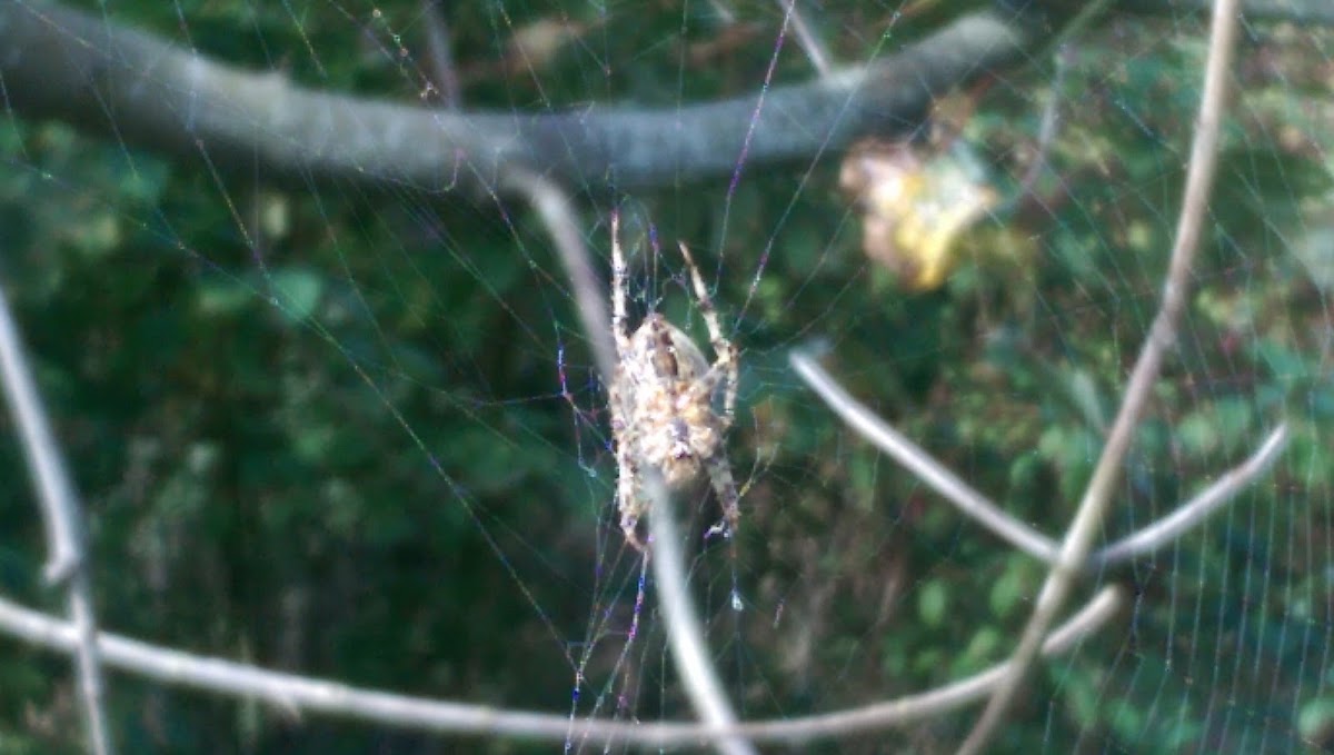 Orb Weaver