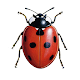 European Ladybirds Download on Windows