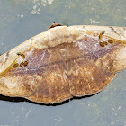 Spotless Owlet Moth