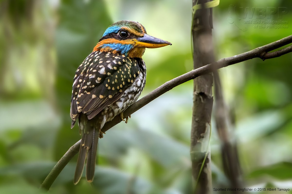 Spotted wood kingfisher