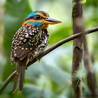 Spotted wood kingfisher