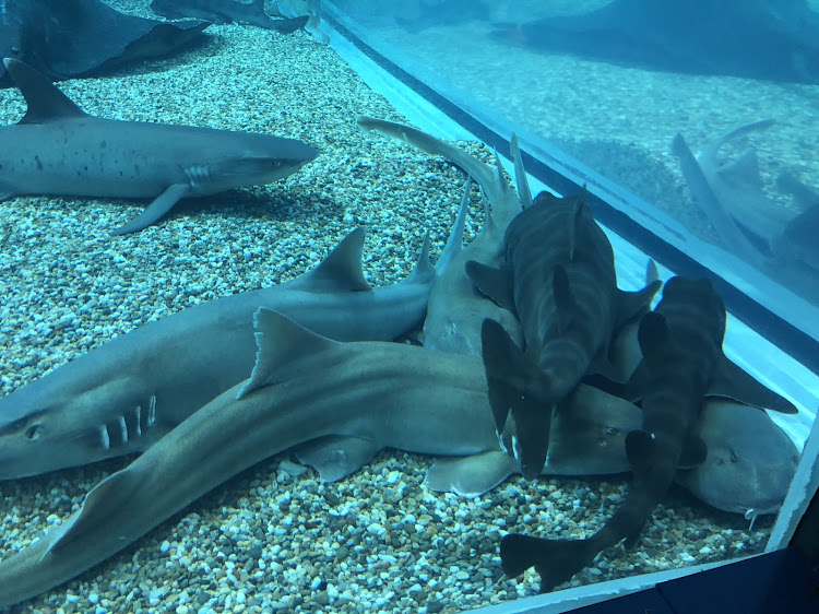 KO_BA@道南さんが投稿した海洋館・大阪・水族館・北海道・ジンベイザメに関するカスタム事例の投稿画像3枚目