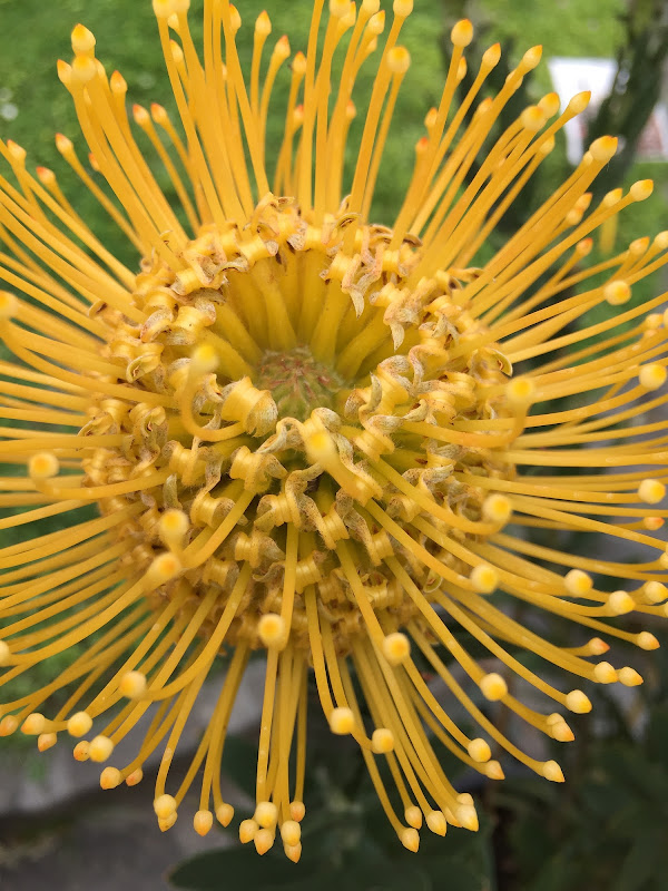 Natura floreale di siviadic