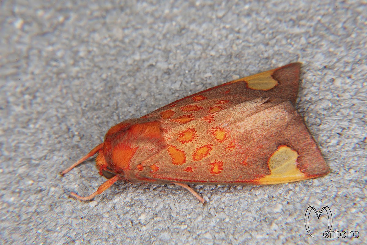 Tiger moth