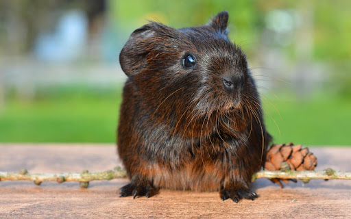 Curious Guinea Pig Exploring a Sunny Outdoor screenshot 2