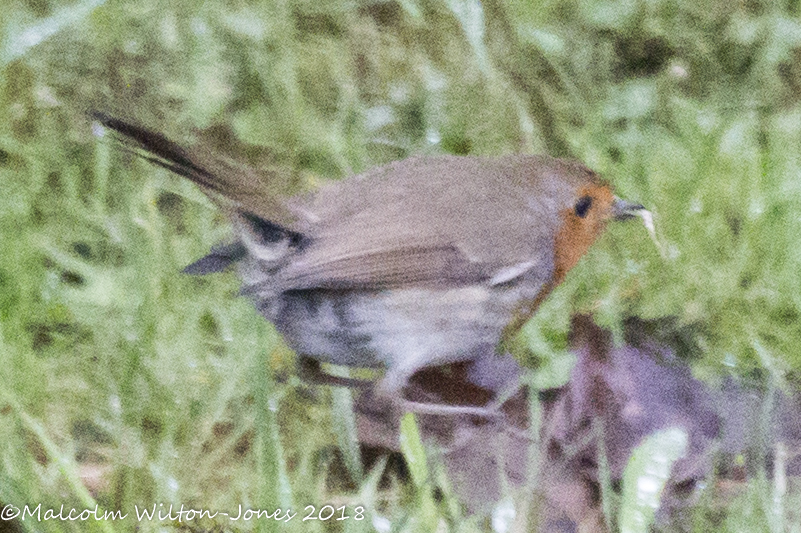 Robin