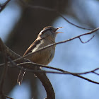 Carolina Wren