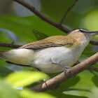 Red-Eyed Vireo