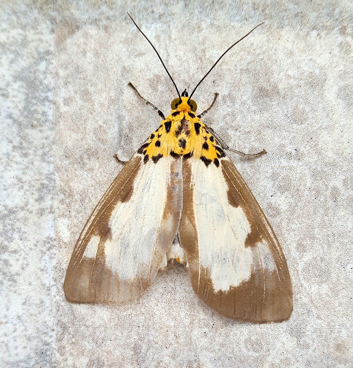 White-Winged Snout Tiger