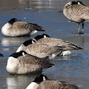 Canada Goose