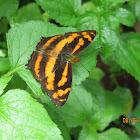 Common Jester Butterfly