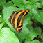 Common Jester Butterfly