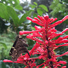 Long-tailed skipper