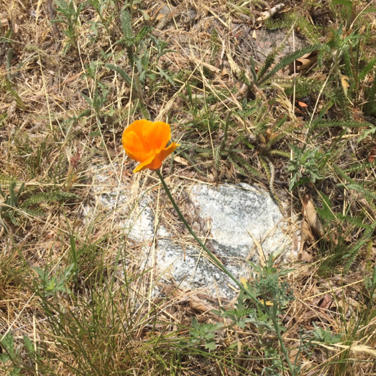 California poppy