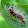 Poplar Grey Moth caterpillar