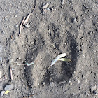 American Black bear footprint