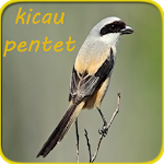 Cover Image of Herunterladen Kicau Pentet Gacor 1.0 APK