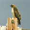 Red-tailed Hawk