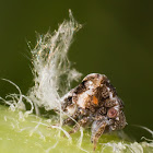 Two Striped Planthopper (nymph)