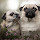 Pugs Wallpaper for New Tab