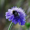 Whitetail Bumblebee