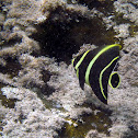 French Angelfish juvenile