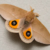 Godart's Bullseye  moth