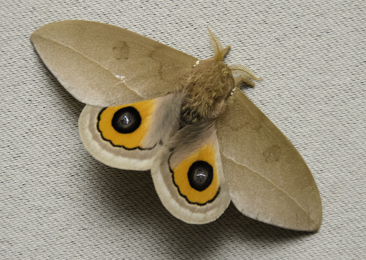 Godart's Bullseye  moth