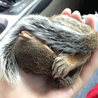 Eastern Gray Squirrel