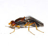 Rust Fly