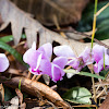 Cyclamen