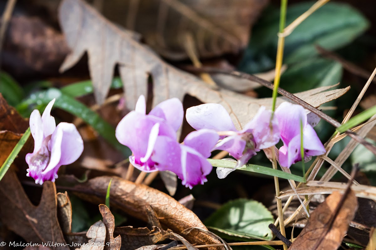 Cyclamen