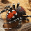 Velvet Spider