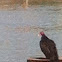 Turkey vulture