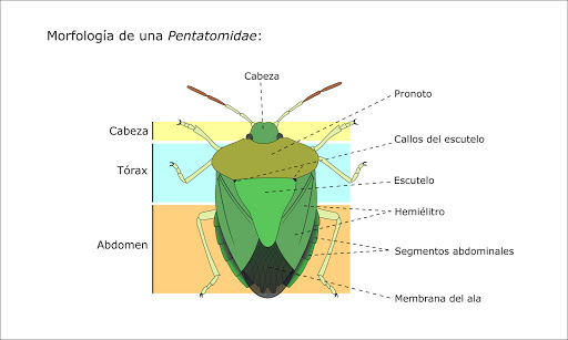 Rhaphigaster nebulosa