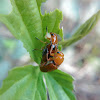 Plain Pumpkin Beetle