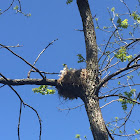 Blue bird, nest, swallow