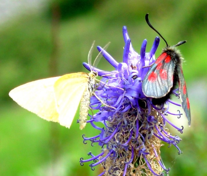 La perfezione della natura di MagicQueen