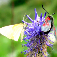 La perfezione della natura di 