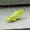 Common true katydid