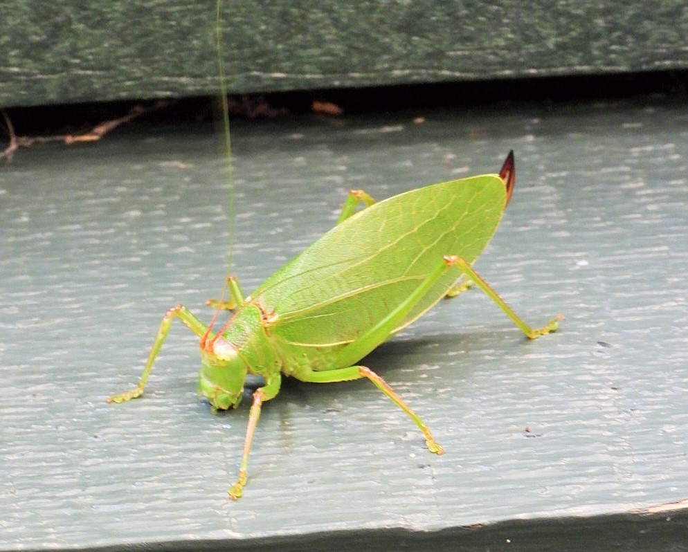 Common true katydid