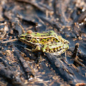 Northern Leopard Frog