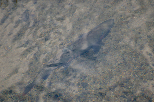 Biwa Trout