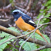 Daurian Redstart (male)