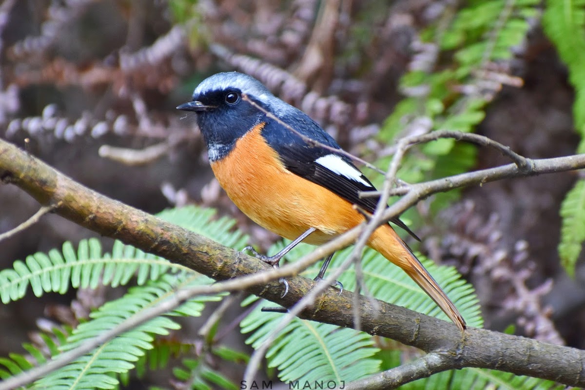 Daurian Redstart (male)