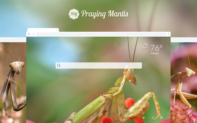 My Praying Mantis HD Wallpapers New Tab