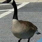 Canada Goose