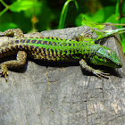 Italian Wall Lizard